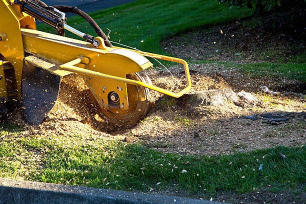 How Our Tree Care Process Works  in  Cedar Park, TX